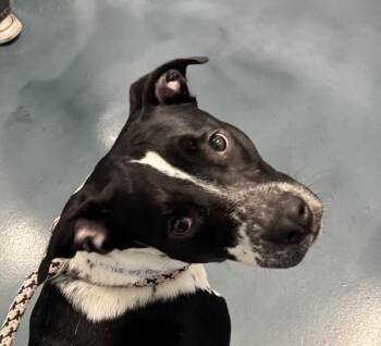 Lola -  Mixed Breed Dog for Adoption - Lola | PetCurious
