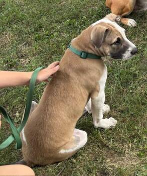 Camp -  Mixed Breed Dog for Adoption in Princeton, Indiana - Camp | PetCurious