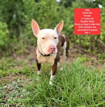 Pit Bull Terrier Dogs Available for Adoption in Oviedo, Florida - Sally | PetCurious