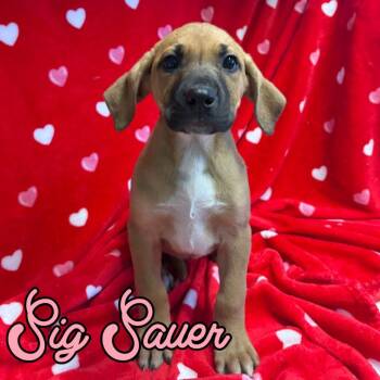 Black And Tan Coonhound and Mixed Breed Dogs Available for Adoption - Sig Sauer | PetCurious