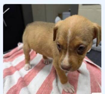 Fifa -  Spaniel Dog for Adoption in Newport, Kentucky - Fifa | PetCurious