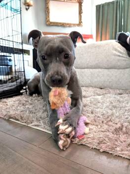Rescue Staffordshire Bull Terrier Dogs for Adoption in Santa Monica, California - Sia | PetCurious