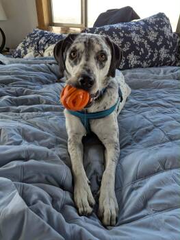 Border Collie Dogs Available for Adoption - Charlie  | PetCurious