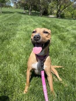 Yuzu -  Pit Bull Terrier and Mixed Breed Dog for Adoption in Kansas City, Missouri - Yuzu | PetCurious