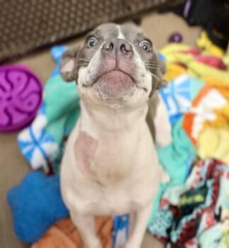 PICKLES -  Pit Bull Terrier Dog Available for Adoption in Fort Wayne, Indiana - PICKLES | PetCurious