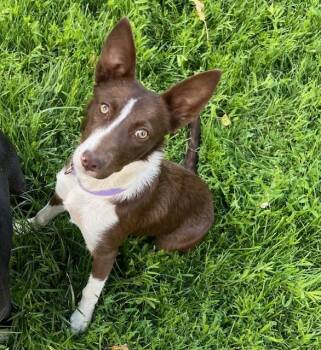 Rescue Border Collie Dogs for Adoption in Glenrock, Wyoming - Meg | PetCurious