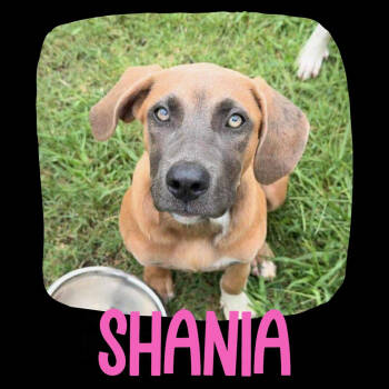 Rescue Anatolian Shepherd and Pit Bull Terrier Dogs for Adoption in Tulsa, Oklahoma - Shania | PetCurious