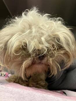 FAWNIE -  Shih Tzu and Mixed Breed Dog for Adoption in Dallas, Texas - FAWNIE | PetCurious