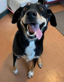 Bailey -  Labrador Retriever and Shepherd Dog for Adoption in Novato, California - Bailey | PetCurious