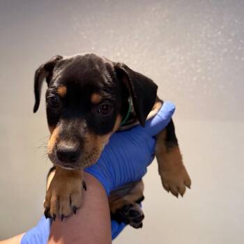 IVHS-Stray-144419 -  Rottweiler and Terrier Dog for Adoption in San Gabriel, California - IVHS-Stray-144419 | PetCurious