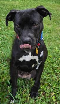 Breva -  Labrador Retriever and Terrier Dog for Adoption in Sandusky, Ohio - Breva | PetCurious