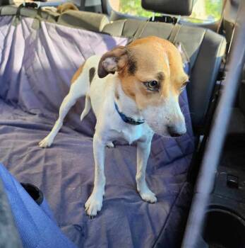 Rescue Terrier and Beagle Dogs for Adoption in Silsbee, Texas - Tigger | PetCurious