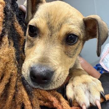Brown Sugar -  Pit Bull Terrier Dog for Adoption in Horn Lake, Mississippi - Brown Sugar | PetCurious