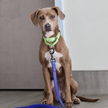 Twiggy -  Mixed Breed Dog for Adoption in Briarcliff Manor, New York - Twiggy | PetCurious