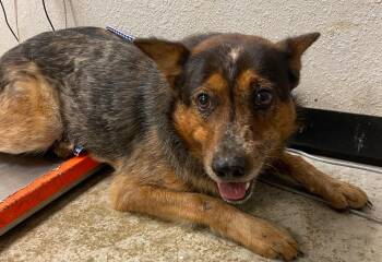 Cattle Dog Dogs Available for Adoption in Lockhart, Texas - Mike Tyson | PetCurious
