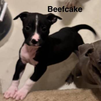 Beefcake -  Pit Bull Terrier and Mixed Breed Dog for Adoption in Olathe, Kansas - Beefcake | PetCurious