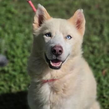 Balto JuM -  Siberian Husky and Mixed Breed Dog for Adoption in Austin, Texas - Balto JuM | PetCurious