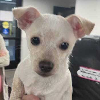 Micki -  Chihuahua Dog for Adoption in Tampa, Florida - Micki | PetCurious