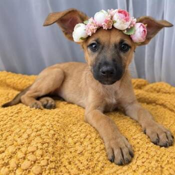 Blossom -  German Shepherd Dog Dog for Adoption in Foley, Alabama - Blossom | PetCurious