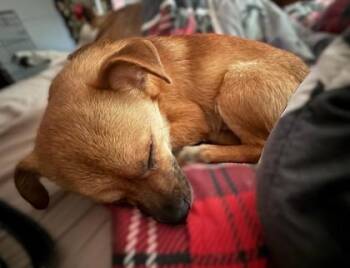 Chihuahua and Mixed Breed Dogs Available for Adoption - Scamp | PetCurious