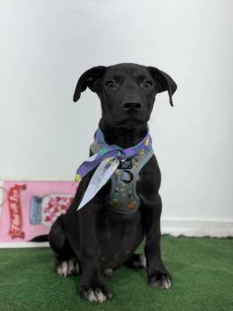 Denver-One of our Amazing Rescue Dogs -  Black Labrador Retriever and Weimaraner Dog for Adoption in Carlsbad, California - Denver-One Of Our Amazing Rescue Dogs | PetCurious