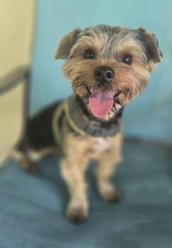 Yorkshire Terrier Dogs Available for Adoption - Baby | PetCurious