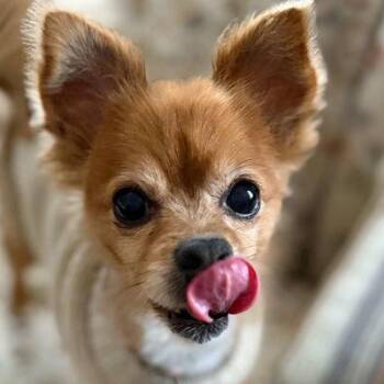 Pomeranian Dogs Available for Adoption - Belle | PetCurious