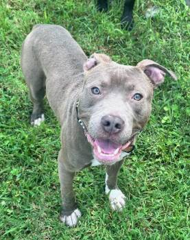 Kane -  Pit Bull Terrier Dog for Adoption in Clayton, New Jersey - Kane | PetCurious