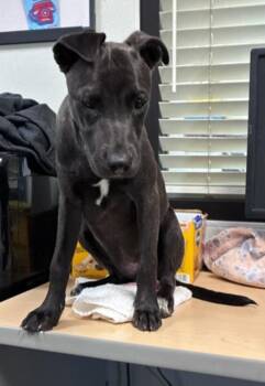 Sunny -  Pit Bull Terrier and Terrier Dog for Adoption in Tulare, California - Sunny | PetCurious