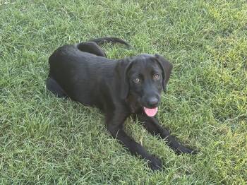 RAY -  Labrador Retriever Dog for Adoption in Broken Arrow, Oklahoma - RAY | PetCurious
