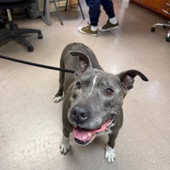 Osito -  Pit Bull Terrier Dog for Adoption in Pasadena, California - Osito | PetCurious