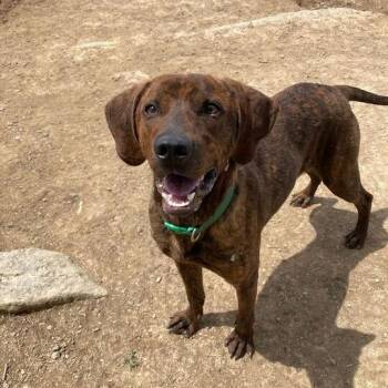 Miles -  Hound Dog for Adoption in Lewisburg, West Virginia - Miles | PetCurious