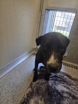 Blair -  Pit Bull Terrier Dog for Adoption in Hamilton, Montana - Blair | PetCurious