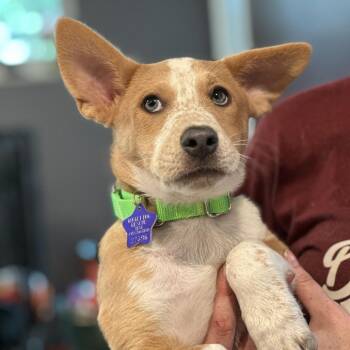 Abigail -  Cattle Dog and Mixed Breed Dog for Adoption in San Francisco, California - Abigail | PetCurious