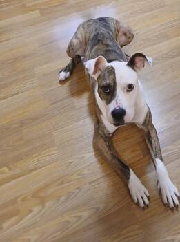 Frog Courtesy Listing -  Mixed Breed Dog for Adoption in Midland, Michigan - Frog Courtesy Listing | PetCurious