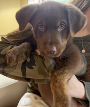 Teddy -  Labrador Retriever Dog for Adoption in Seattle, Washington - Teddy | PetCurious