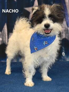 Rescue Border Terrier Dogs for Adoption in Marana, Arizona - Nacho | PetCurious