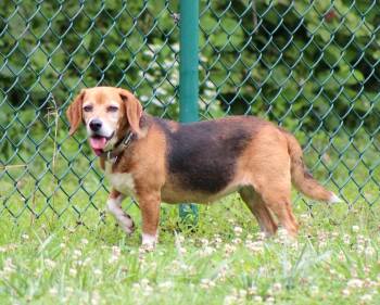 Rescue Beagle Dogs for Adoption in Saluda, Virginia - Macy | PetCurious