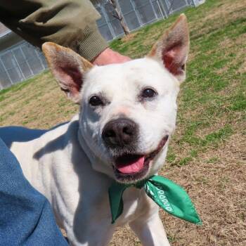 Brodie -  Pit Bull Terrier and Mixed Breed Dog for Adoption in Wadena, Minnesota - Brodie | PetCurious