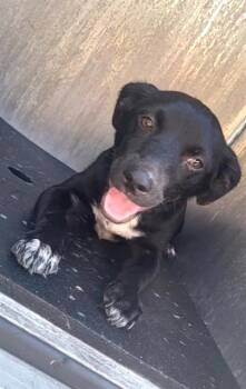 BENJAMIN -  Terrier Dog for Adoption in San Antonio, Texas - BENJAMIN | PetCurious