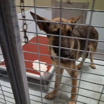 Rocco 26-08-069 -  German Shepherd Dog Dog for Adoption in Bastrop, Texas - Rocco 26-08-069 | PetCurious
