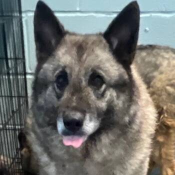 Silver 1191 -  Norwegian Elkhound Dog for Adoption in Loxahatchee Groves, Florida - Silver 1191 | PetCurious
