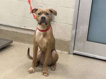 Rescue American Staffordshire Terrier and Mixed Breed Dogs for Adoption in Grand Prairie, Texas - DELILAH | PetCurious