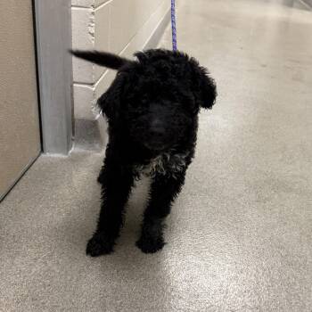 Poodle Dogs Available for Adoption - Viggo | PetCurious