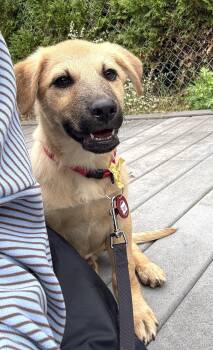 Tigger 5AcreWood *LOCAL* -  Labrador Retriever and Collie Dog for Adoption in South Kingstown, Rhode Island - Tigger 5AcreWood *LOCAL* | PetCurious