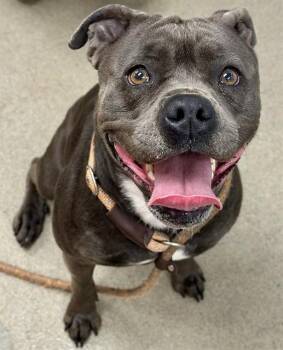 American Staffordshire Terrier and Mixed Breed Dogs Available for Adoption - ATHENA | PetCurious