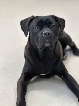 Mastiff and Labrador Retriever Dogs Available for Adoption - Tulip | PetCurious