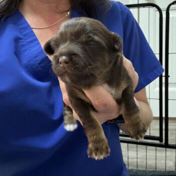 Rolo -  Chihuahua and Dachshund Dog for Adoption in Baton Rouge, Louisiana - Rolo | PetCurious