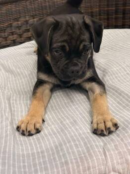Jacob -  Pug and German Shepherd Dog Dog for Adoption in Neillsville, Wisconsin - Jacob | PetCurious