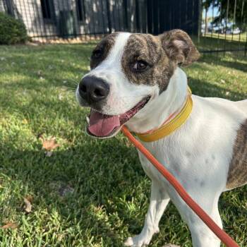 American Staffordshire Terrier Dogs Available for Adoption - Cooper | PetCurious